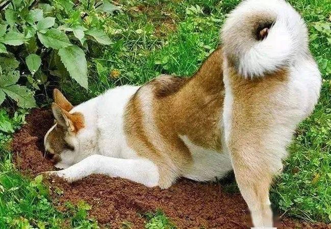 自己养的狗狗犯错被打后不会会伤害宠主么？